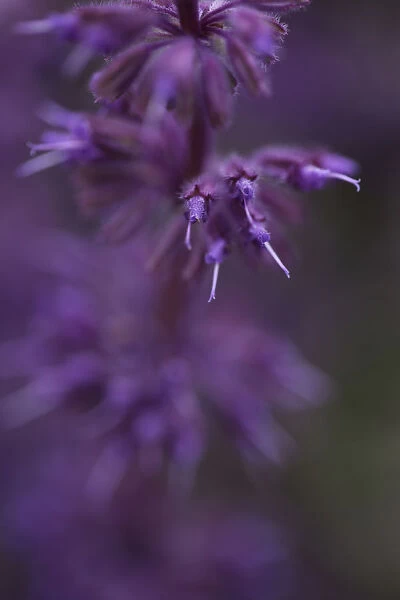 salvia verticillata purple rain, purple lilac sage, purple subject