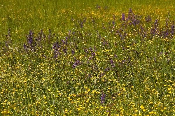 Salvia, Wild Salvia, Blue Sage, Salvia Patens, Mass of purple flowers growing outdoor in field of buttercups