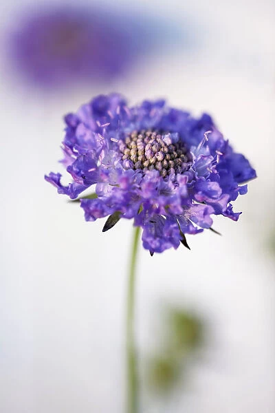 Scabious, Scabiosa columbaria Blue note, One purple blue flower with another soft focus