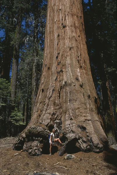 sequoia sempervirens, redwood
