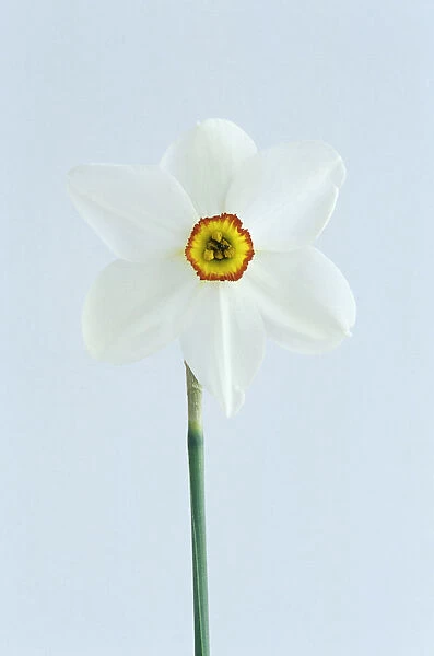 SG_0058. Narcissus actaea. Daffodil. White subject. White b / g