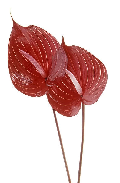 SG_0065. Anthurium andraeanum. Painters palette. Red subject. White b / g