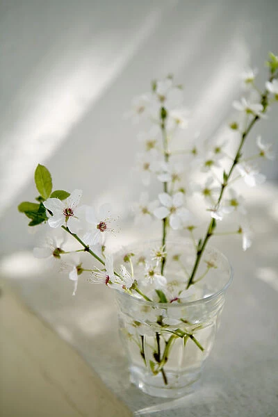 SH_0077. Prunus domestica. Flower. Daytime