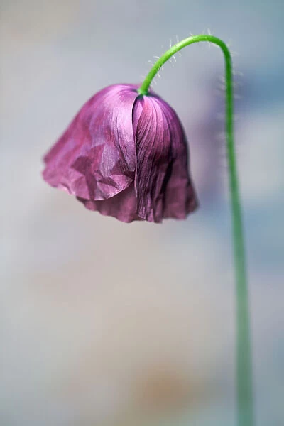 Shirley poppy, Papaver rhoeas Shirley series, Side view of a half open maroon flower with