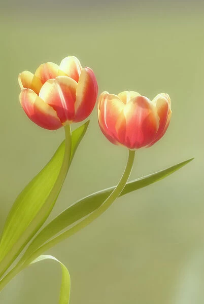 SK_0172. Tulipa - variety not identified. Tulip. Mixed colours subject. Green b / g