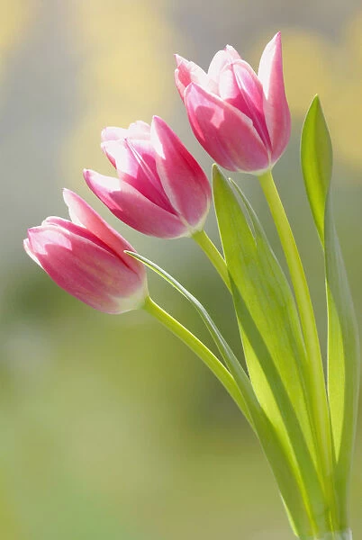 SK_0175. Tulipa - variety not identified. Tulip. Pink subject
