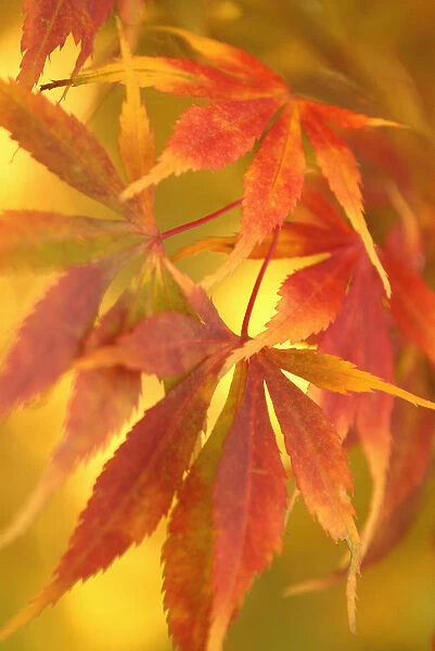SK_0213. Acer palmatum. Japanese maple. Orange subject