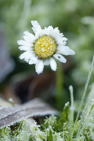 SK_0228. Bellis perennis. Daisy - Lawn daisy. White subject