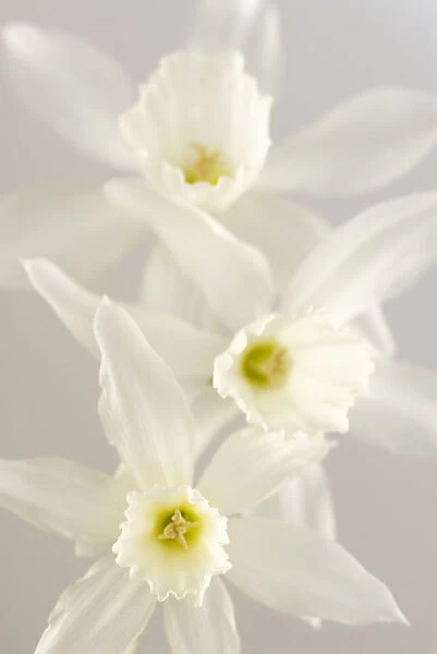 SK_0273. Narcissus triandrus Thalia. Daffodil. White subject. White b / g