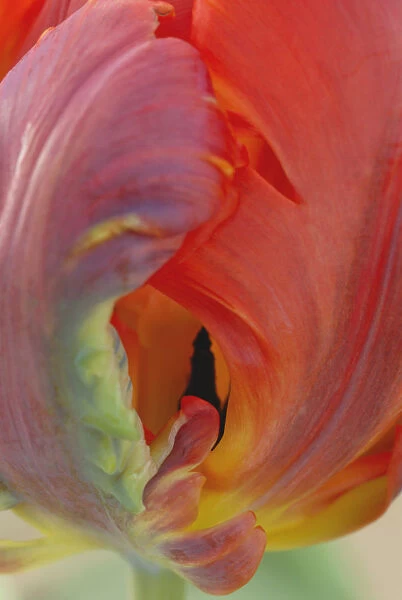 SK_0349. Tulipa - variety not identified. Tulip - Parrot tulip. Red subject