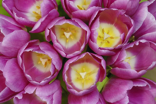 SK_0386. Tulipa - variety not identified. Tulip. Pink subject