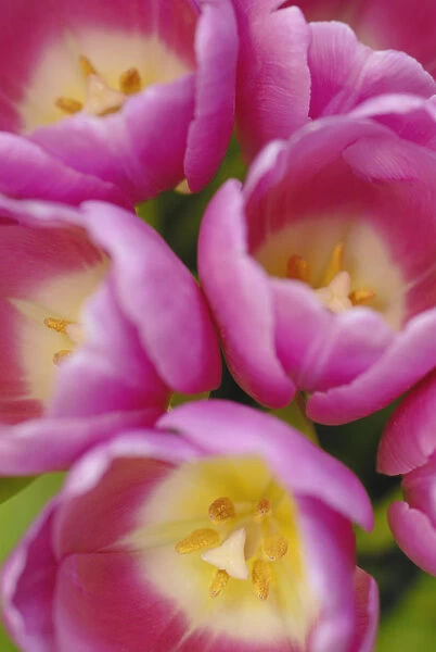 SK_0387. Tulipa - variety not identified. Tulip. Pink subject