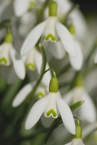 SK_0389. Galanthus nivalis. Snowdrop. White subject. Green b / g