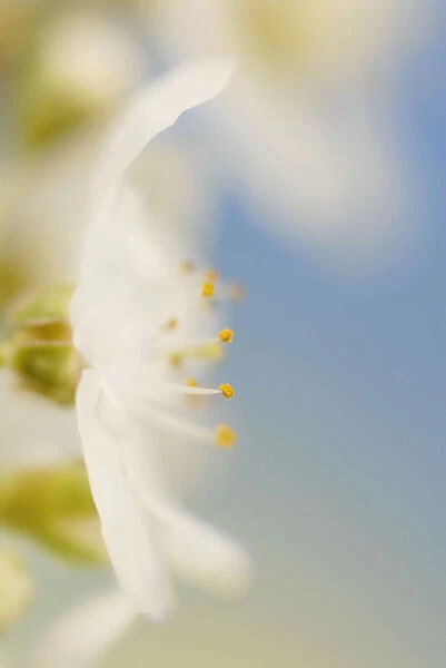 SK_0401. Prunus avium. Cherry. White subject. White b / g