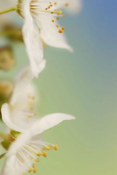 SK_0402. Prunus avium. Cherry. White subject. Green b / g