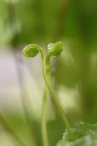 SK_0404. Adiantum raddianum. Fern - Maidenhair fern. Green subject. Green b / g