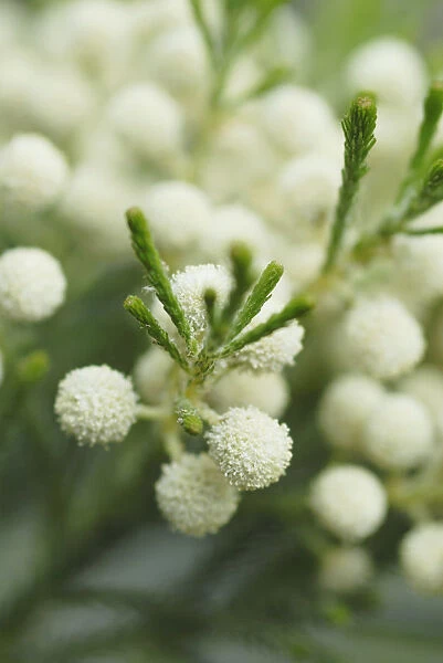 SK_0428. Berzelia lanuginosa. Button bush. White subject. Green b / g
