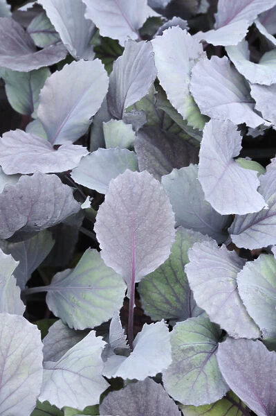 SK_0489. Brassica oleracea. Cabbage - Red cabbage. Purple subject