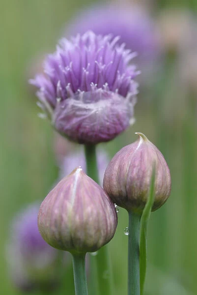 SK_0495. Allium schoenoprasum. Chive. Purple subject. Green b / g