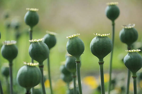SK_0517. Papaver somniferum. Poppy - Opium poppy. Green subject. Green b / g