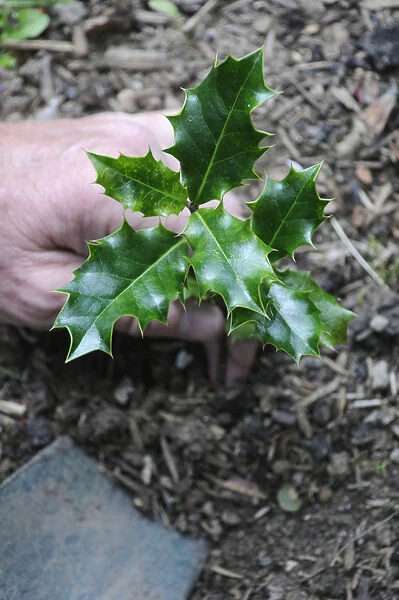 SK_0527. Ilex aquifolium. Holly. Green subject. Brown b / g