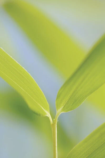 SK_0529. Fargesia murieliae. Bamboo - Muriel Bamboo. Green subject. Blue b / g
