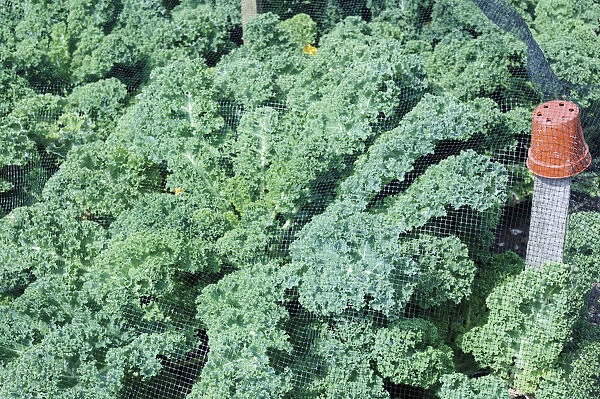 SK_0555. Brassica oleracea acephala. Kale. Green subject