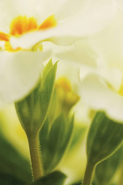 SK_0605. Primula vulgaris. Flower. still life