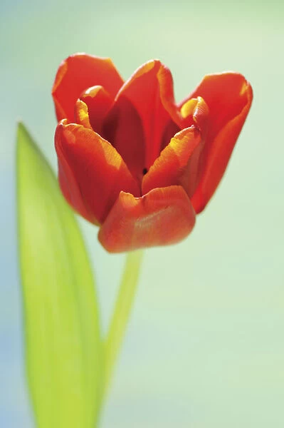 SK_0606. Tulipa - variety not identified