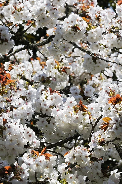 SK_0618. Prunus Shirotae. Flower. Blossom