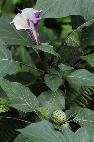 SK_0654. Brugmansia Inoxia. Flower. Plant