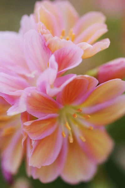 SK_0665. Lewisia Cotyledon Hybrids. Flower