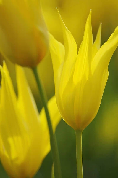SK_0712. Tulipa speciosa. Tulip - species tulip. Yellow subject