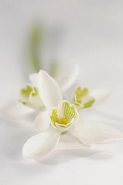 SK_0737. Galanthus nivalis. Snowdrop. White subject. White background