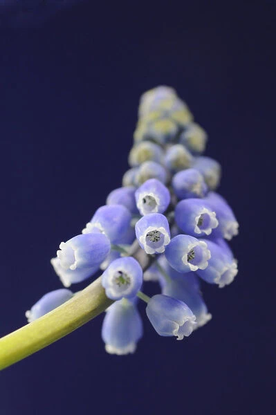 SK_0738. Muscari - variety not identified. Grape hyacinth. Blue subject. Blue background