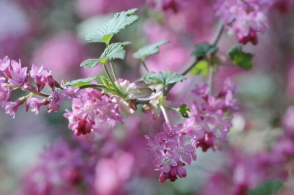 SK_0743. Ribes sanguineum. Flowering currant. Pink subject