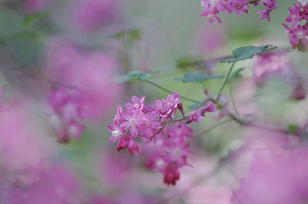 SK_0745. Ribes sanguineum. Flowering currant. Pink subject