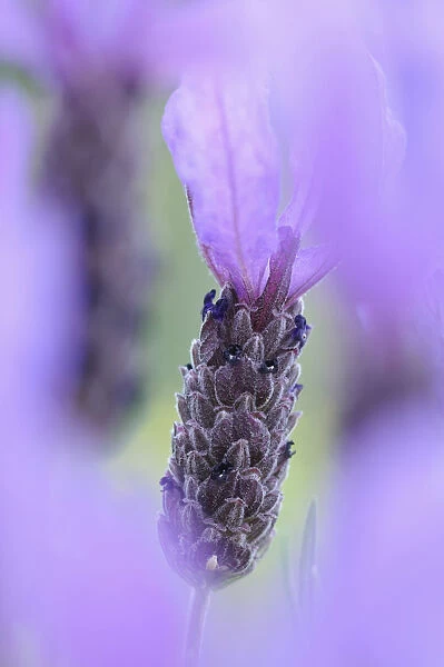 SK_0760. Lavandula stoechas cultivar. Lavender - French lavender. Purple subject
