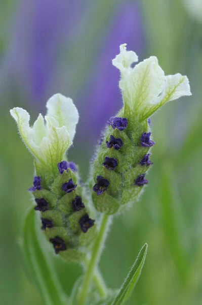 SK_0761. Lavandula stoechas Pretty Polly. Lavender - French lavender. White subject