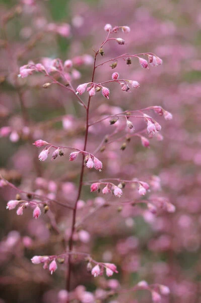 SK_0783. Heuchera cultivar. Coral bells  /  Coral flower. Pink subject