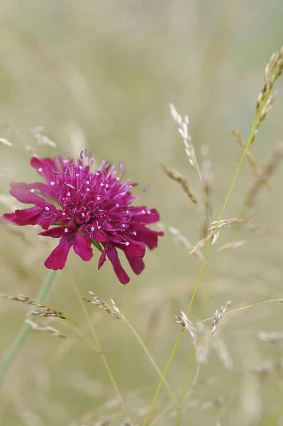SK_0784. Knautia macedonica. Cornflower - Perennial cornflower. Pink subject