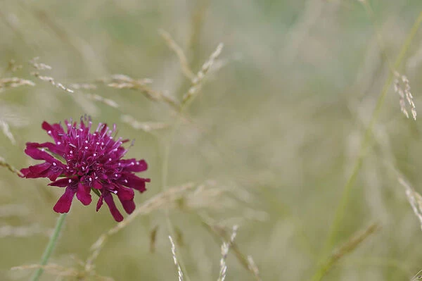 SK_0785. Knautia macedonica. Cornflower - Perennial cornflower. Pink subject