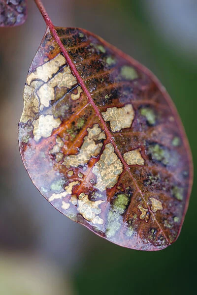 Smoke bush, Cotinus coggygria, Close view of an autumn leaf with its speckled patches of