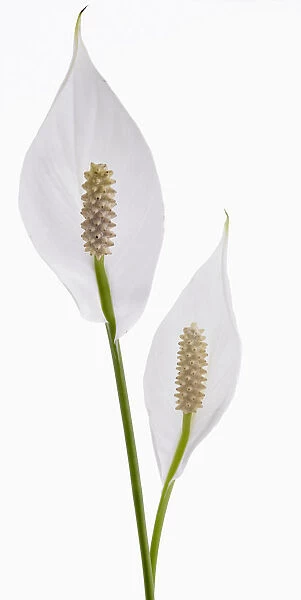 spathiphyllum wallisii, lily, peace lily