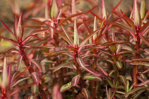 Spurge, Sikkim Spurge, Euphorbia sikkimensis, A mass of bright red new shoots emerging in