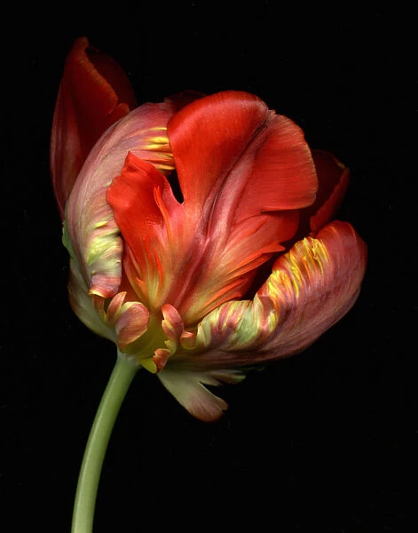 SS_113. Tulip, Tulipa, Close up view showing detail of red coloured petals