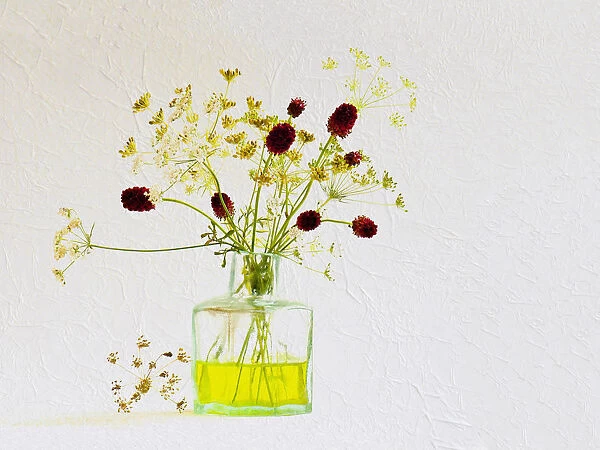 Studio shot of Cow parsley, Anthriscus sylvestris and Salad Burnet, Sanguisorba minor arranged in green glass antique ink bottle Artistic textured layers added to image to produce a painterly effect
