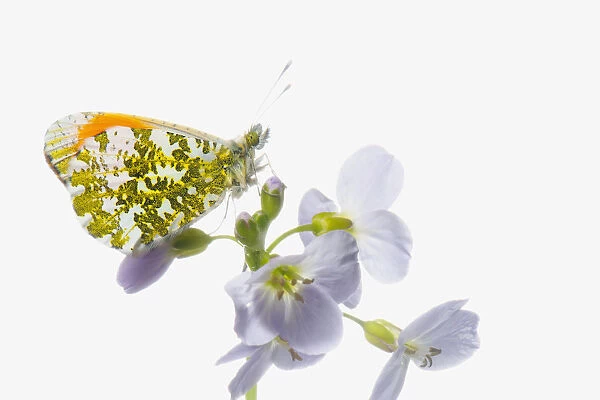 Studio shot of Male Orange Tip butterfly on Cardamine pratensis, Cuckoo flower