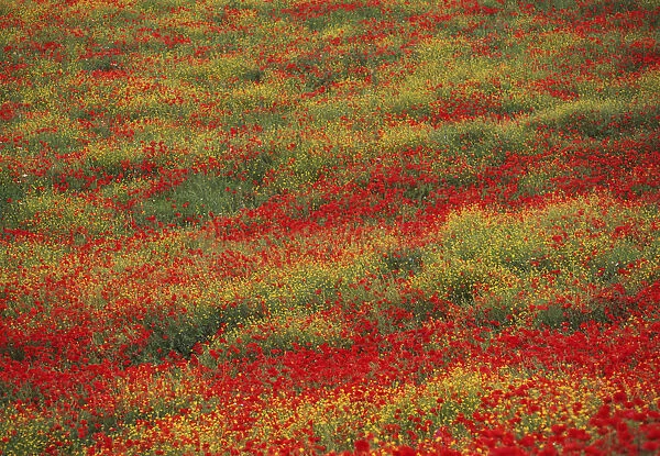 SUB_0038. Papaver rhoeas. Poppy field. Red subject