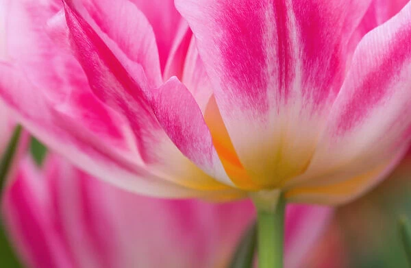 SUB_0067. Tulipa - variety not identified. Tulip. Pink subject